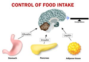 هورمونهای گرلین و لپتین همچنین انسولین در ایجاد و کاهش احساس گرسنگی نقش دارند